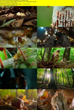 Tiny World S01 WEB-DL x264-ION10