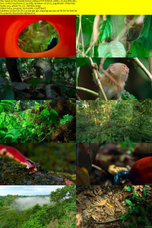Tiny World S01 1080p ATVP WEB-DL DDP5.1 H264-NTb