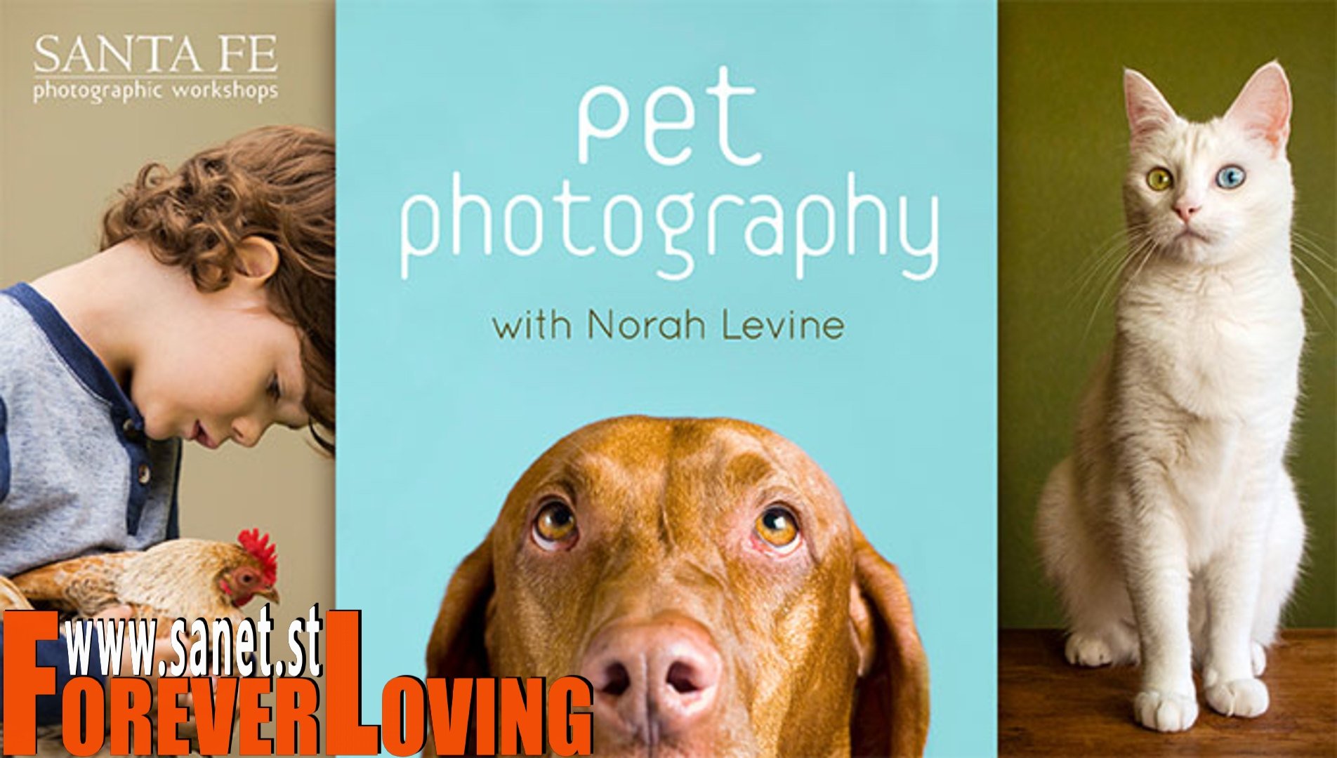 Pet Photography with Norah Levine Pet Photography with Norah Levine