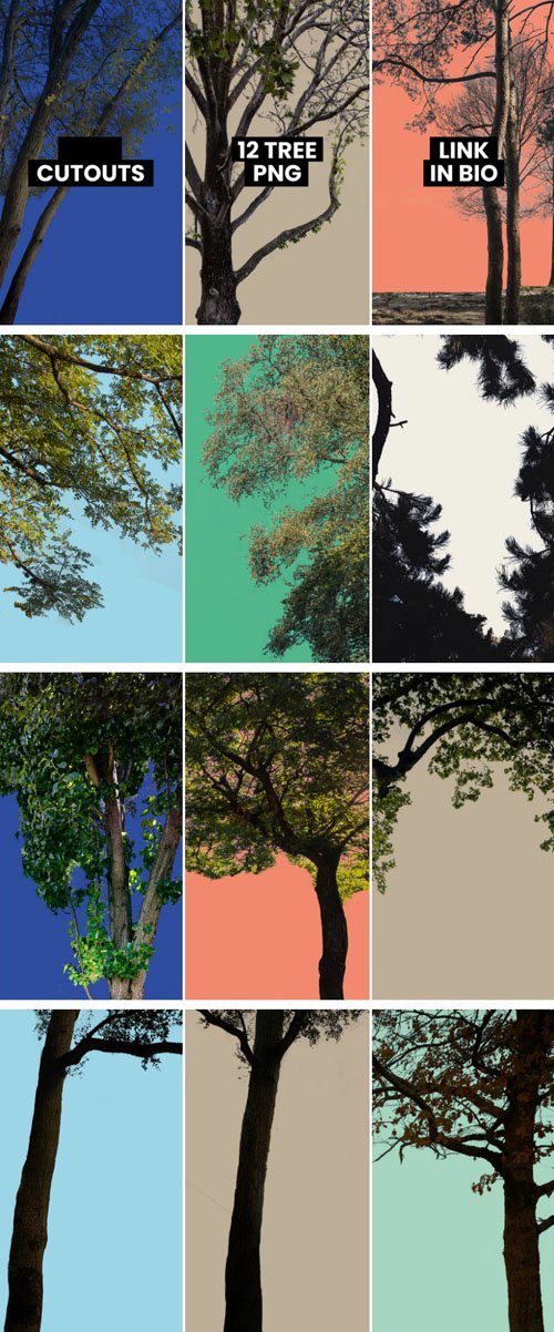 12 Tree PNG Cutouts