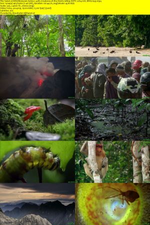 Nat.Geo.Wild-BBC - Wild Monsoon: Series 1 (2020) 1080p HDTV x264 AAC MVGroup