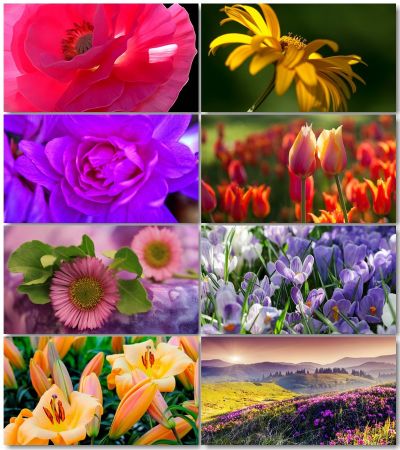 Beautiful Flowers Pictures (Pack 2)