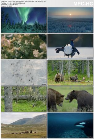 PBS Nature - Santa's Wild Home (2020) x265 AAC MVGroup