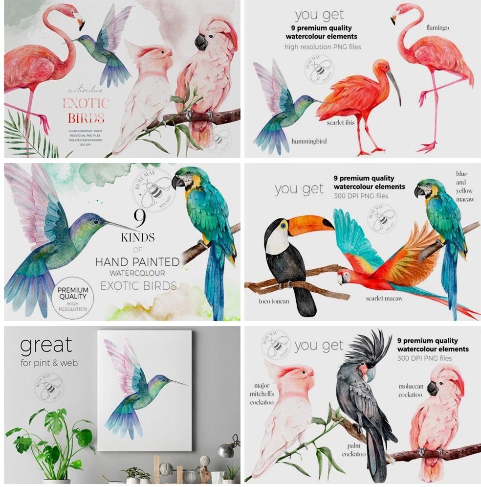 Download Download Watercolor Exotic Birds Tropical Png 6978699 Softarchive