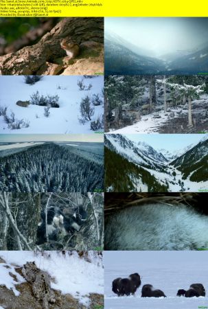 Snow Animals 2019 720p HDTV x264-QPEL