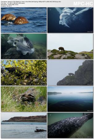 Channel 5 - Atlantic: A Year in the Wild (2018) 1080p HDTV x265 AAC MVGroup