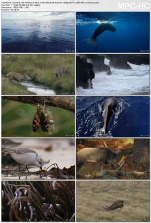 Channel 5 - Atlantic: A Year in the Wild (2018) 1080p HDTV x265 AAC MVGroup