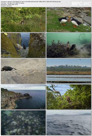 Channel 5 - Atlantic: A Year in the Wild (2018) 1080p HDTV x265 AAC MVGroup