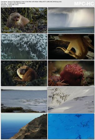 Channel 5 - Atlantic: A Year in the Wild (2018) 1080p HDTV x265 AAC MVGroup