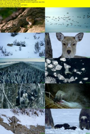 Snow Animals 2019 1080p HDTV H264-QPEL