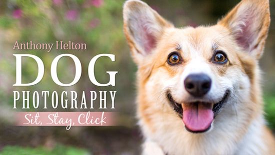 Dog Photography: Sit, Stay, Click
