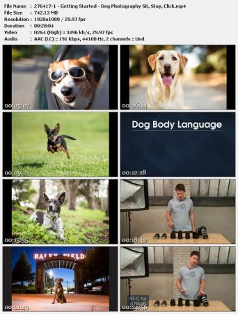 Dog Photography: Sit, Stay, Click