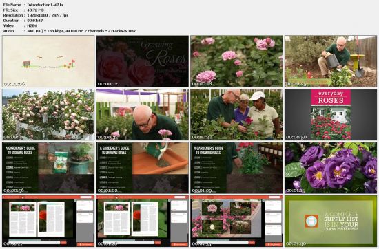 A Gardener’s Guide to Growing Roses