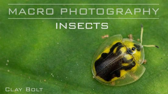 Macro Photography: Insects