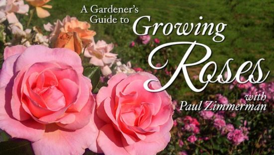 A Gardener’s Guide to Growing Roses