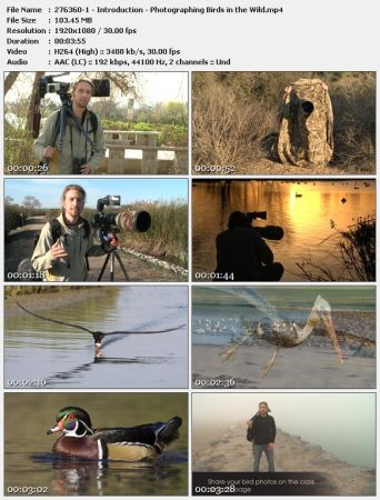 Photographing Birds in the Wild