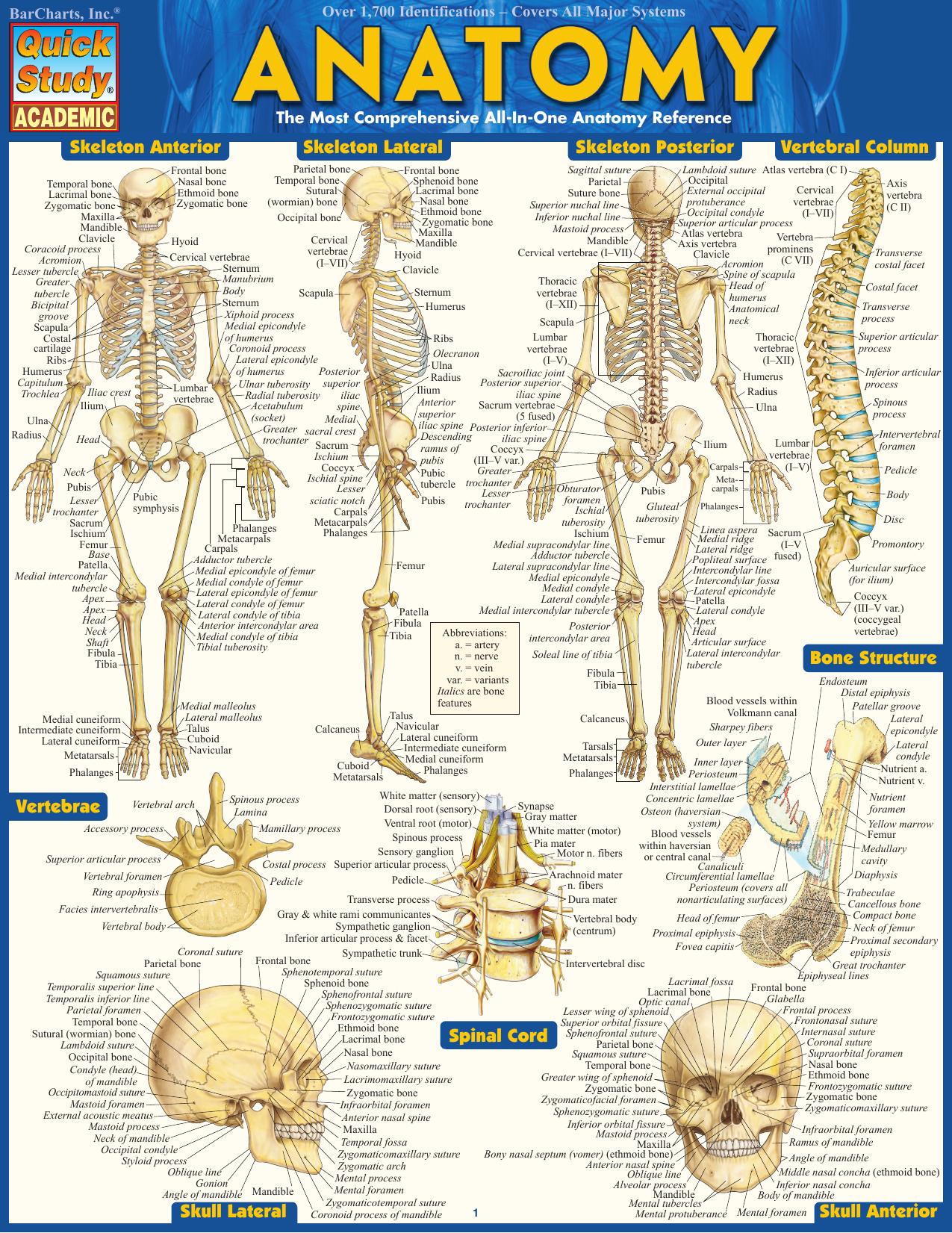 Anatomy (Quick Study Academic), 2003 Edition - SoftArchive