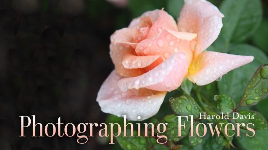Photographing Flowers