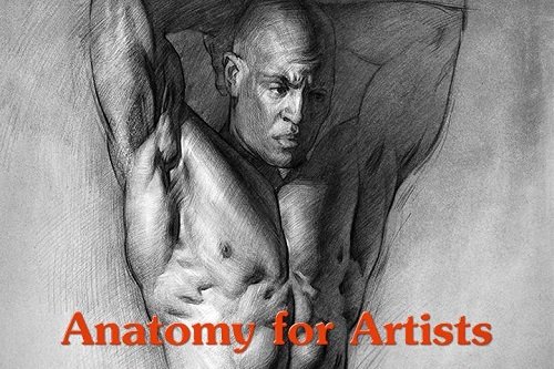 Anatomy of the Human Body Course