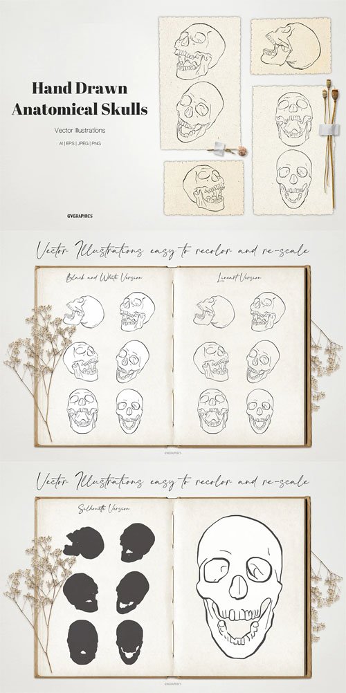 Anatomical Skulls - Hand Drawn Vector Illustrations