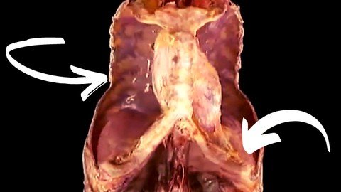Sistema Respiratório Aprende Anatomia Humana Sistema Respiratório Aprende Anatomia Humana