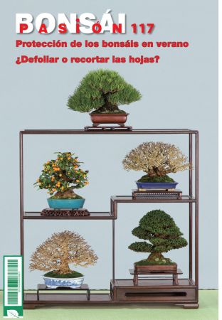 Bonsai Pasion - agosto 2021