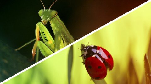 Who is Your Friend   Beneficial Garden Bugs