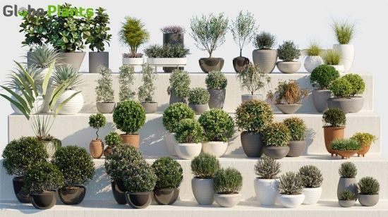 Globe Plants - Bundle 01 - Ornamental and Decorative Pot Plants