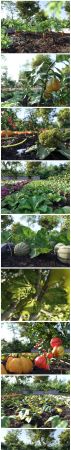 Bio Vegetables Pack - Nouvelle Mesure Lab