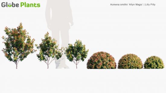 Globe Plants - Bundle 24 - Australian Home and Garden 03