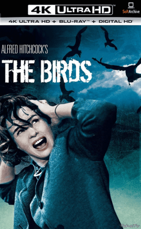 The Birds 1963 2160p BluRay HDR10 10bit x265 HEVC DTS-HD MA 2.0-PHOCiS