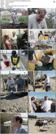 Dirty Jobs S02 TVRip XVID-MiXED