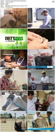 Dirty Jobs S02 TVRip XVID-MiXED
