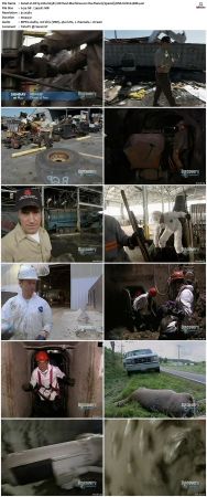 Dirty Jobs S03 TVRip XVID-MiXED