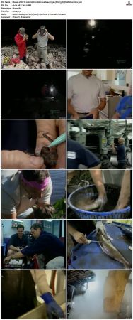 Dirty Jobs S01 TVRip XVID-MiXED