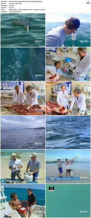 Dirty Jobs S02 TVRip XVID-MiXED