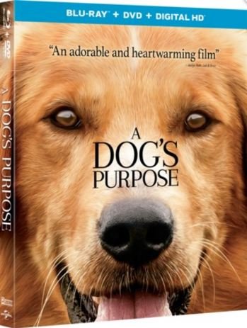 A Dogs Purpose 2017 1080p BRRip x264 AC3 DiVERSiTY