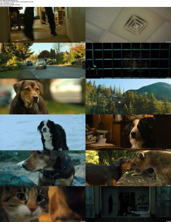 A Dogs Way Home 2019 1080p BRRip x264 AC3 DiVERSiTY