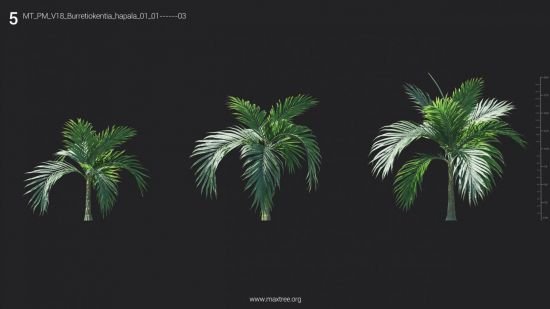 Maxtree - Plant Models Vol 18