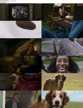 A Dogs Purpose 2017 1080p BRRip x264 AC3 DiVERSiTY