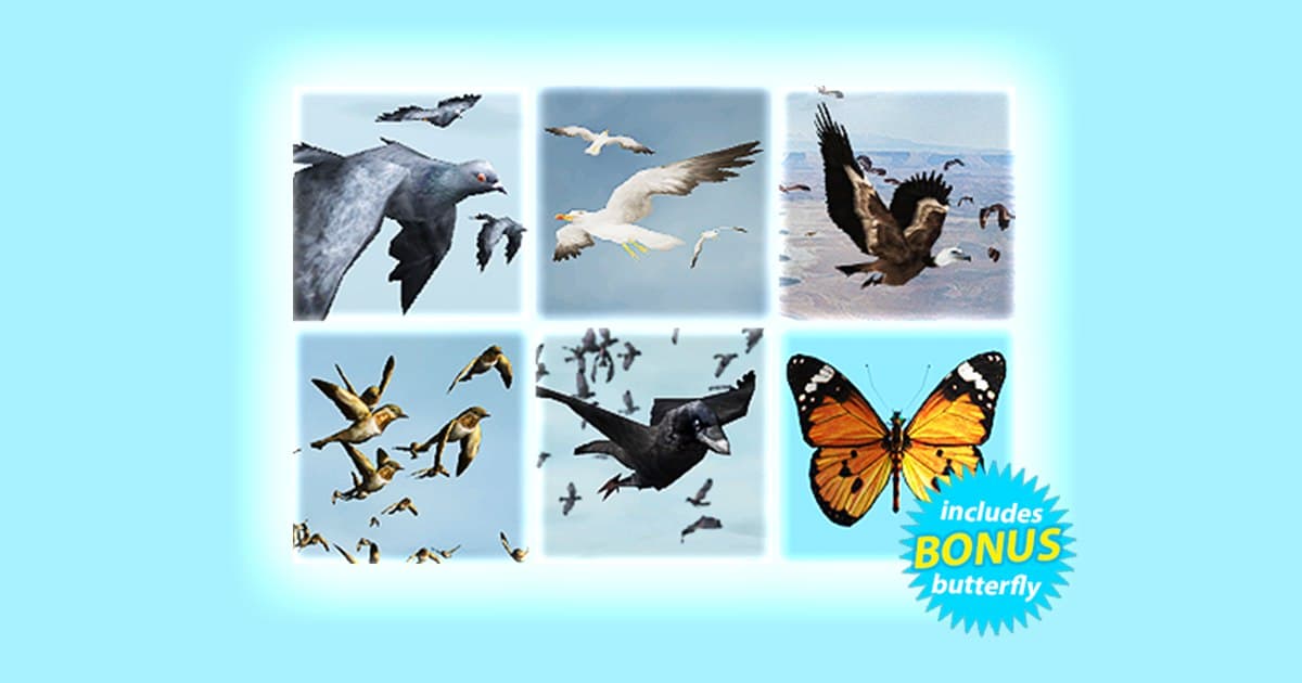 Bird Flock unity download free