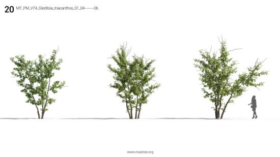 Maxtree - Plant Models Vol 74