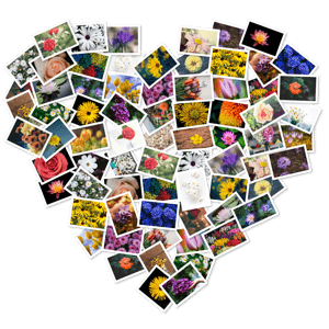 FigrCollage 3.3.7 Pro macOS