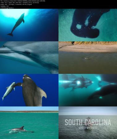Animal 2021 S02 WEBRip x265-ION265