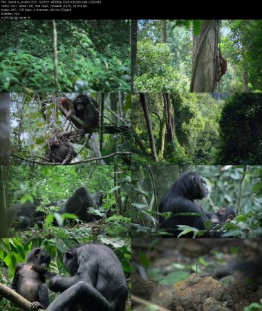 Animal 2021 S02 WEBRip x265-ION265