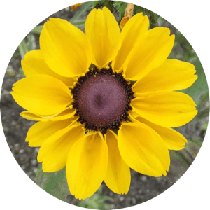 MesaExif 2.4.14 macOS