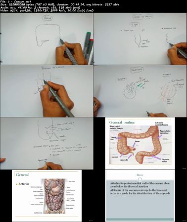 Human Anatomy for Abdomen, Pelvis &amp; Thorax region