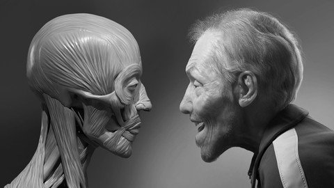 Facial Anatomy &amp; Character Portrait for Blender Artists