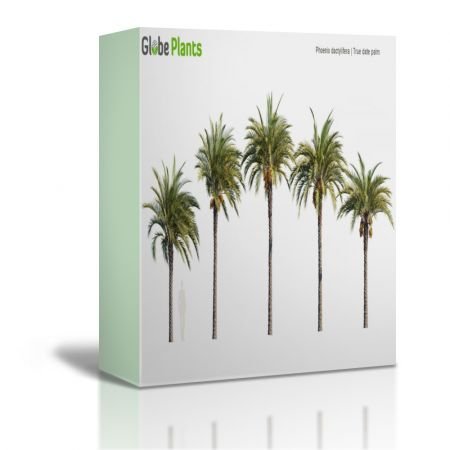 Phoenix Dactylifera - True Date Palm