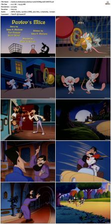 Animaniacs 1993 S01 DVDRip XviD-SAiNTS